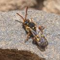 Nomada fulvicornis.jpg